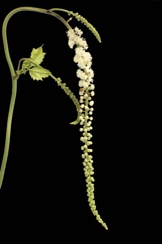 Relieve Menopause Symptoms & More with Black Cohosh